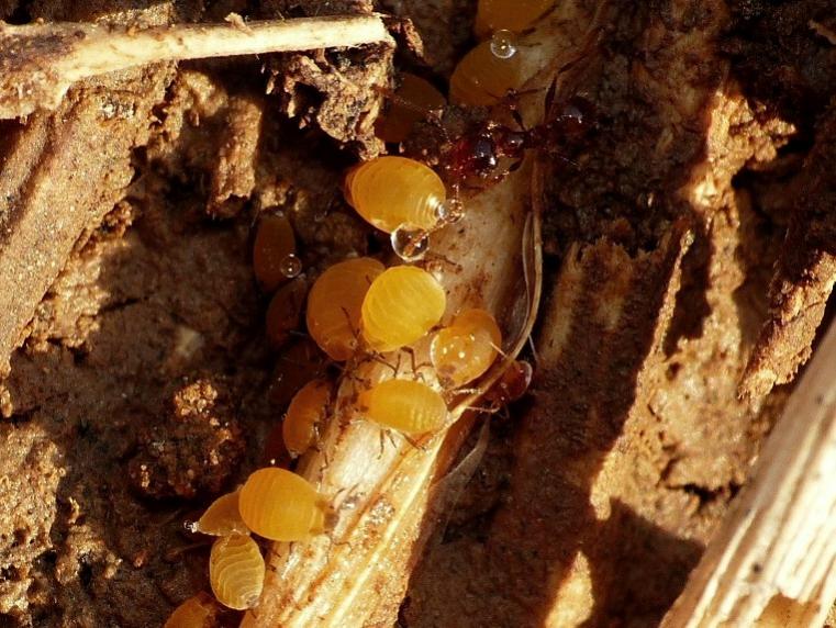 Pheidole pallidula con afidi (Forda formicaria?)